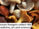 Pennsylvania is home to a diverse range of wild mushrooms, both edible and poisonous. Vaivirga/iStock/Getty Images Plus